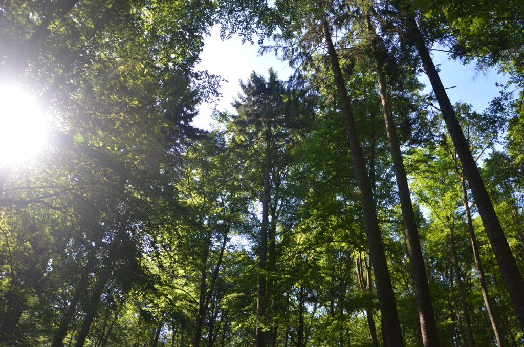 Unser Wald